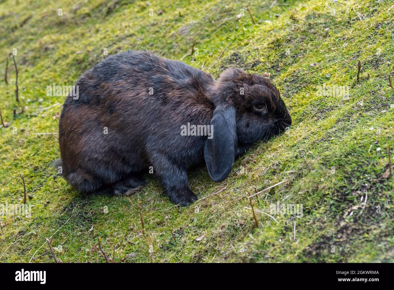 How big do lop ear bunnies get?