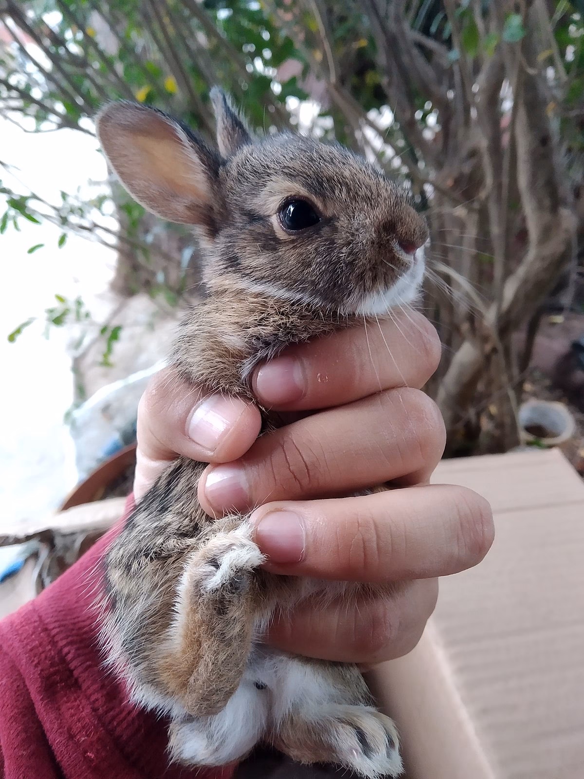 ¿Cómo se llama el conejo de México?