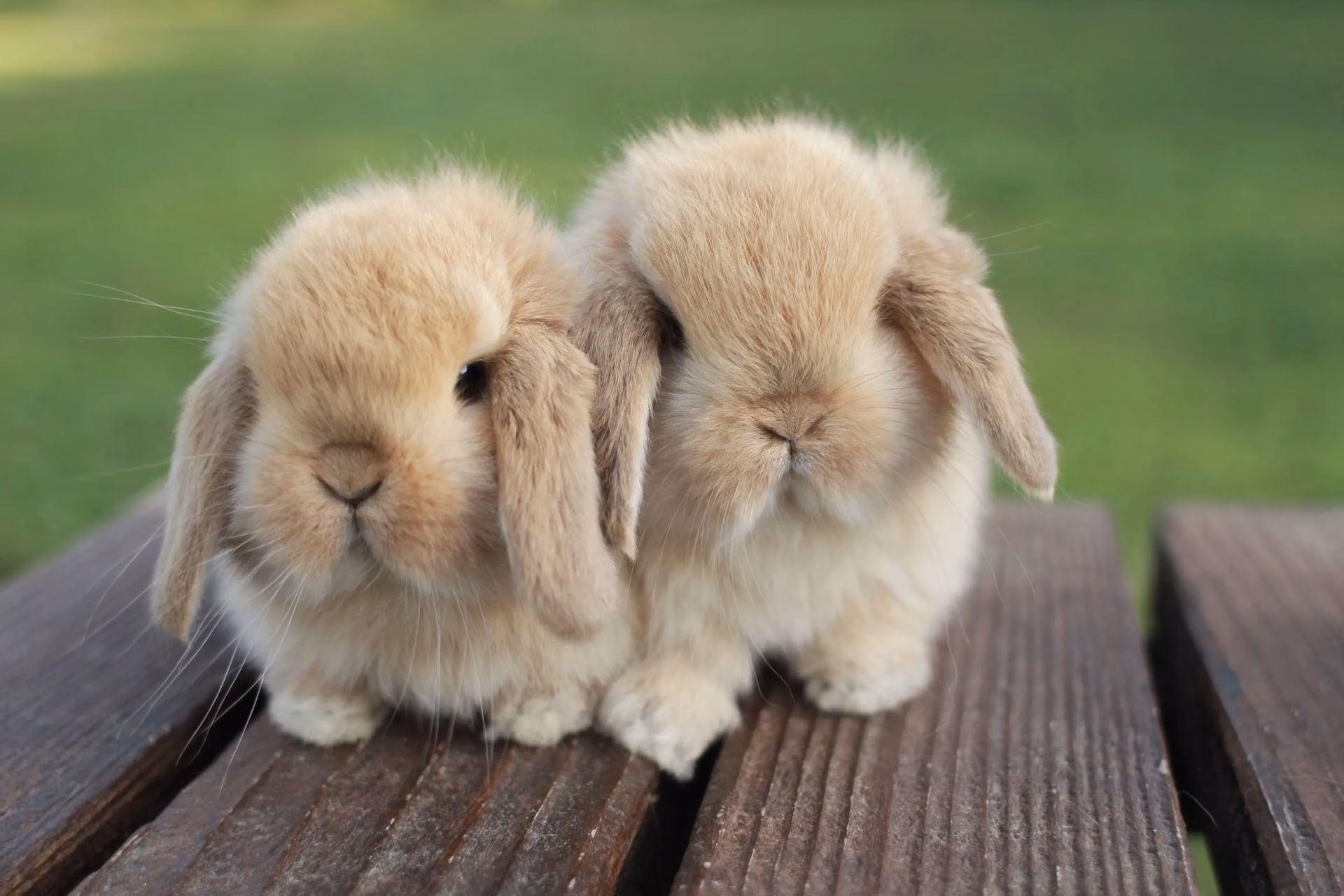 What is the lifespan of a Mini Lop bunny?