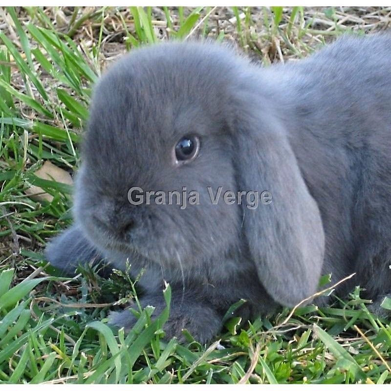 ¿Cuánto puede saltar un conejo mini lop?