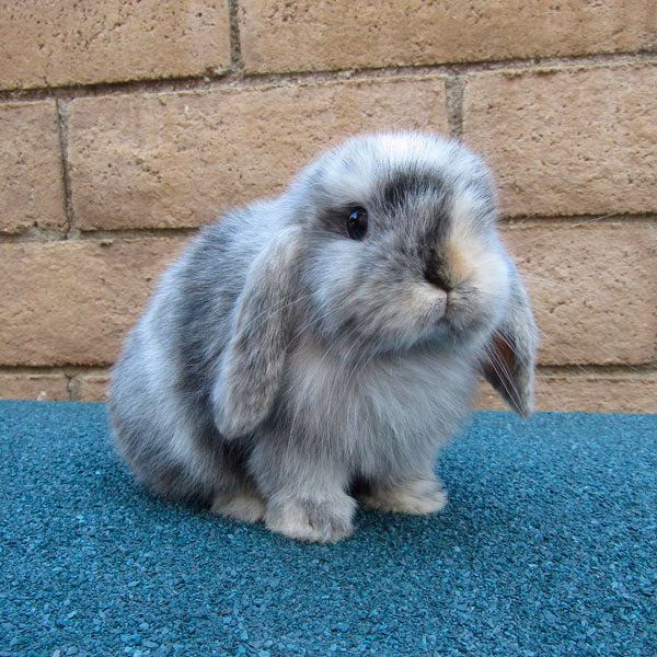 ¿Cuánto puede saltar un conejo mini lop?