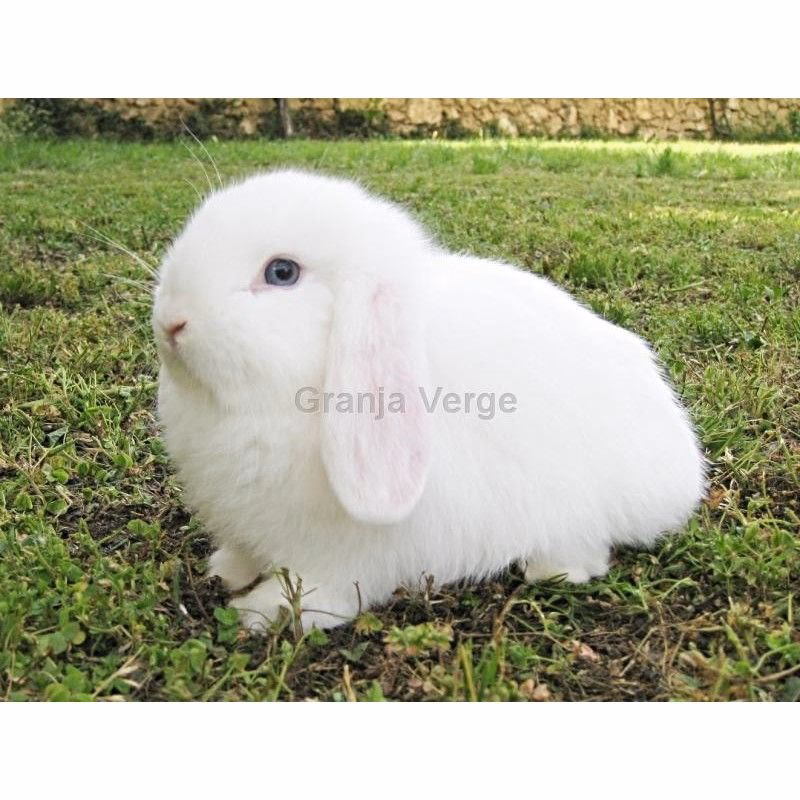 ¿Cuanto cuesta un Holland lop blanco?