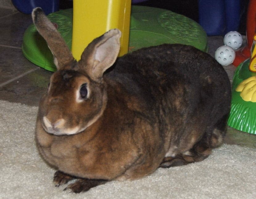 ¿Qué tamaño tiene un Mini Rex?
