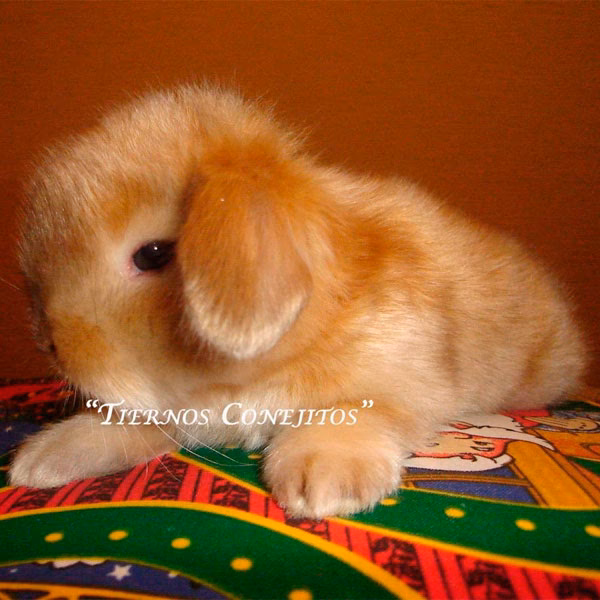 ¿Qué razas de conejos tienen pelaje satinado?