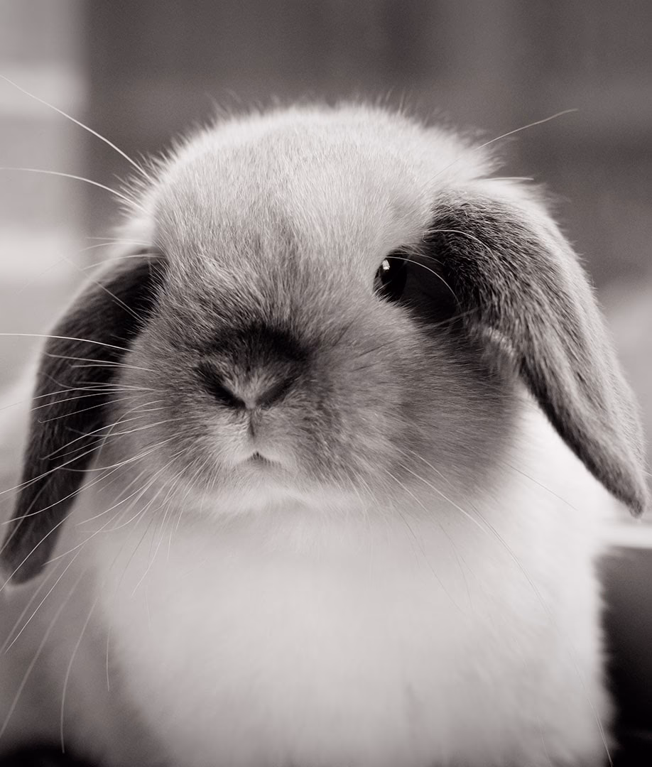 Which is the smallest rabbit breed?