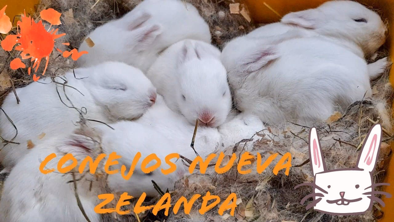 ¿Cuánta carne se obtiene de un conejo de Nueva Zelanda?