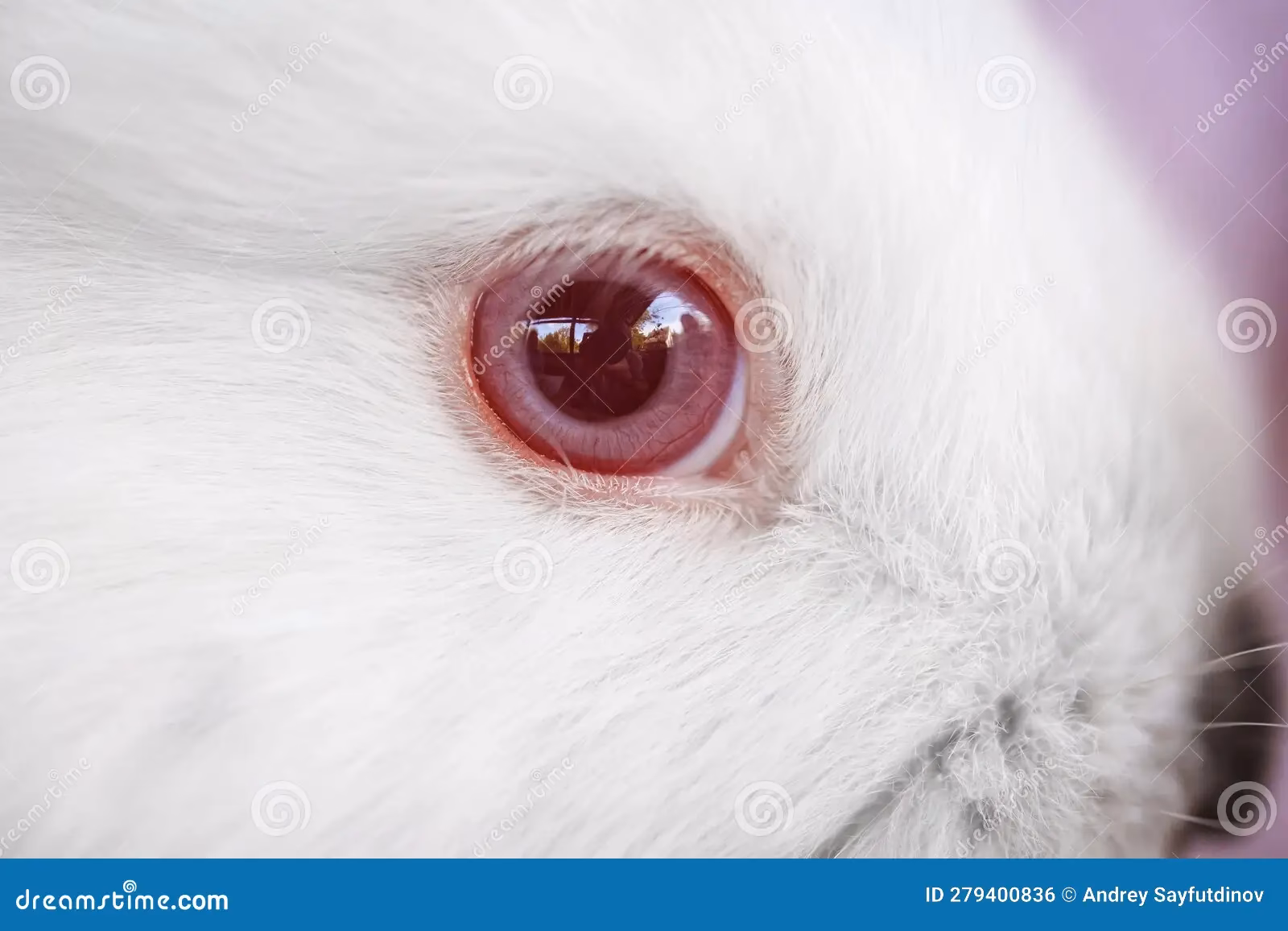 ¿Cómo se llama la raza de conejos que tienen los ojos rojos?