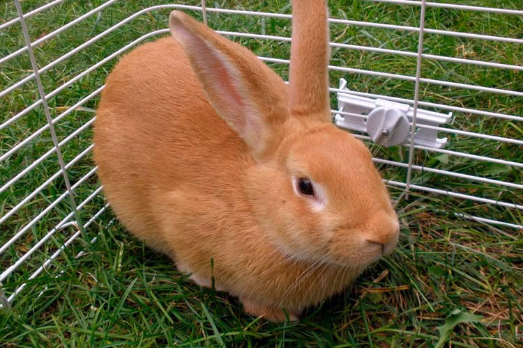 ¿Cuál es la historia del conejo palomino?