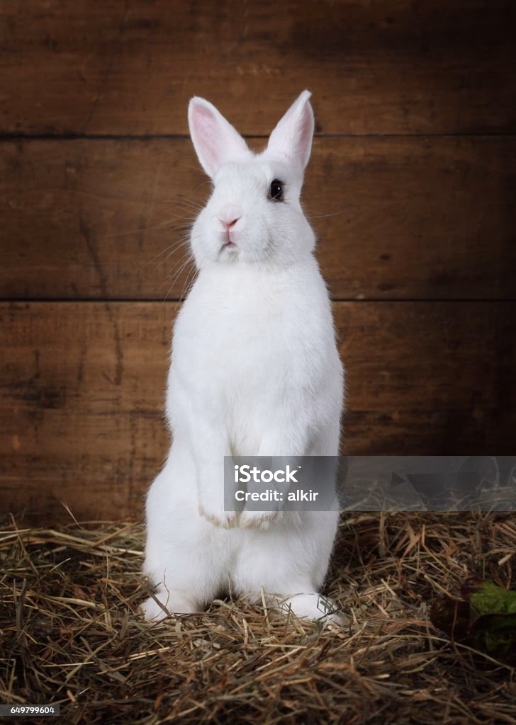 ¿Por qué mi conejo está parado sobre dos patas?