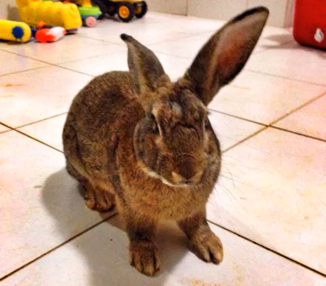 ¿Qué hacer si encuentras un conejo perdido?