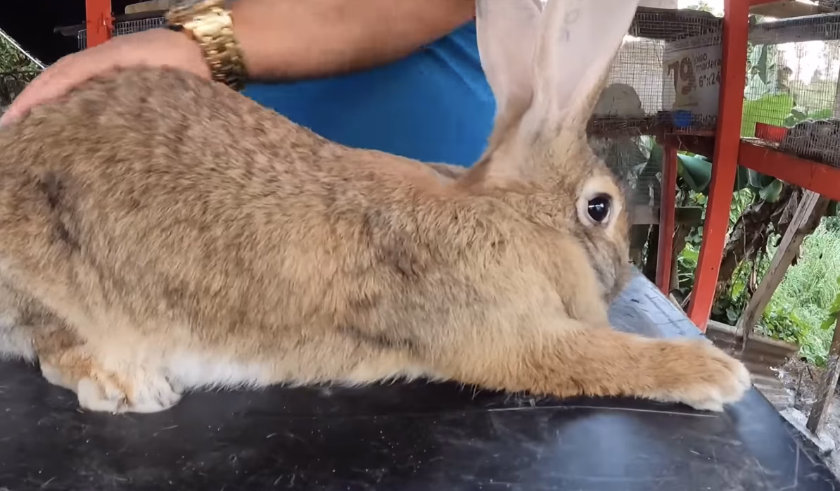 ¿Cuál es el animal característico de Puerto Rico?