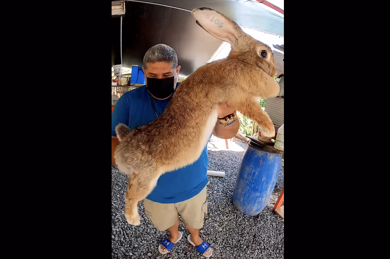 ¿Qué animales son de Puerto Rico?