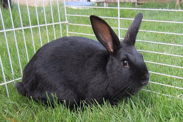 ¿Cuál es la raza de conejo Azteca Negro?