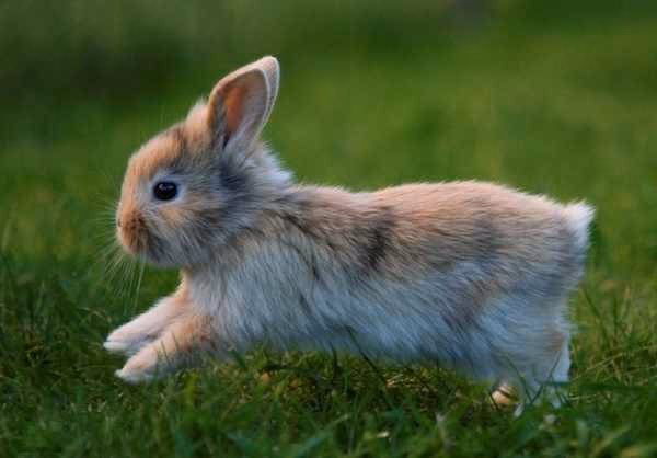 ¿Qué pasa si mi conejo está respirando muy rápido?