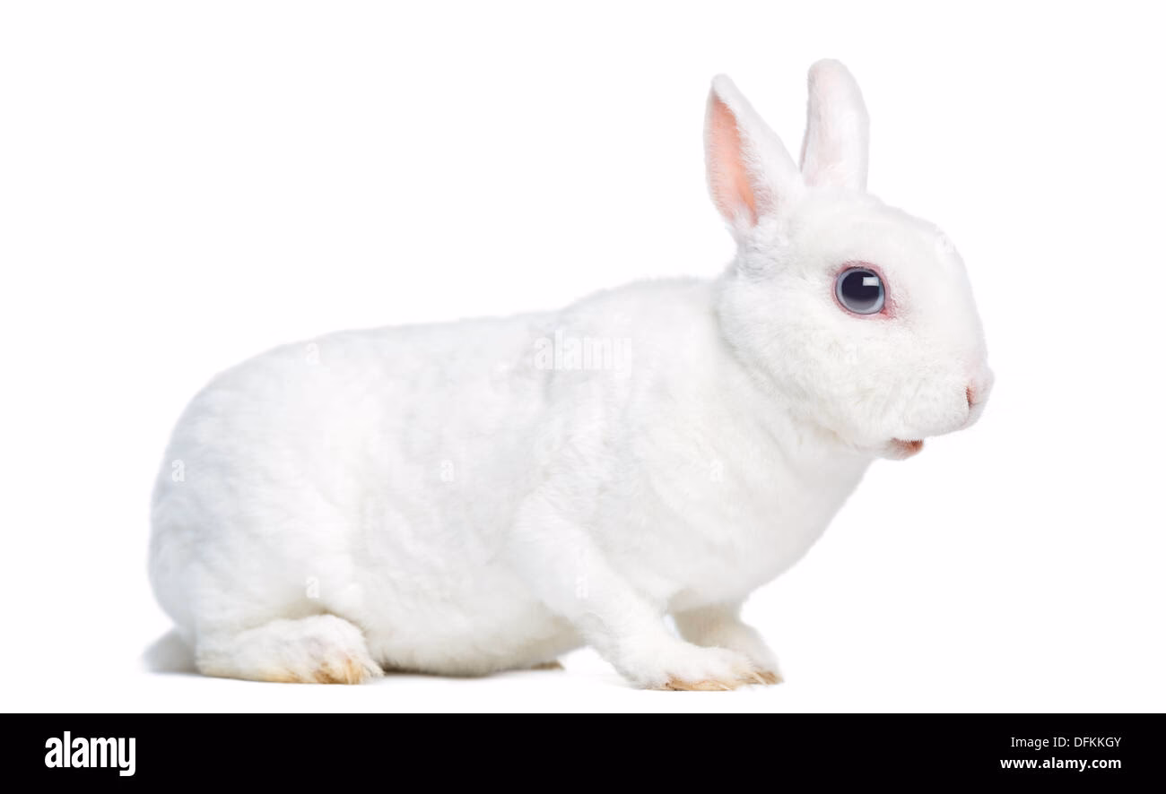 How big are white Rex rabbits?