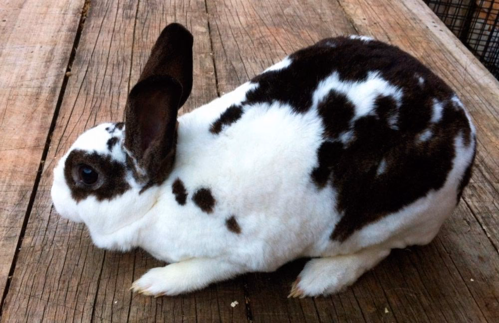 What is a broken Rex?