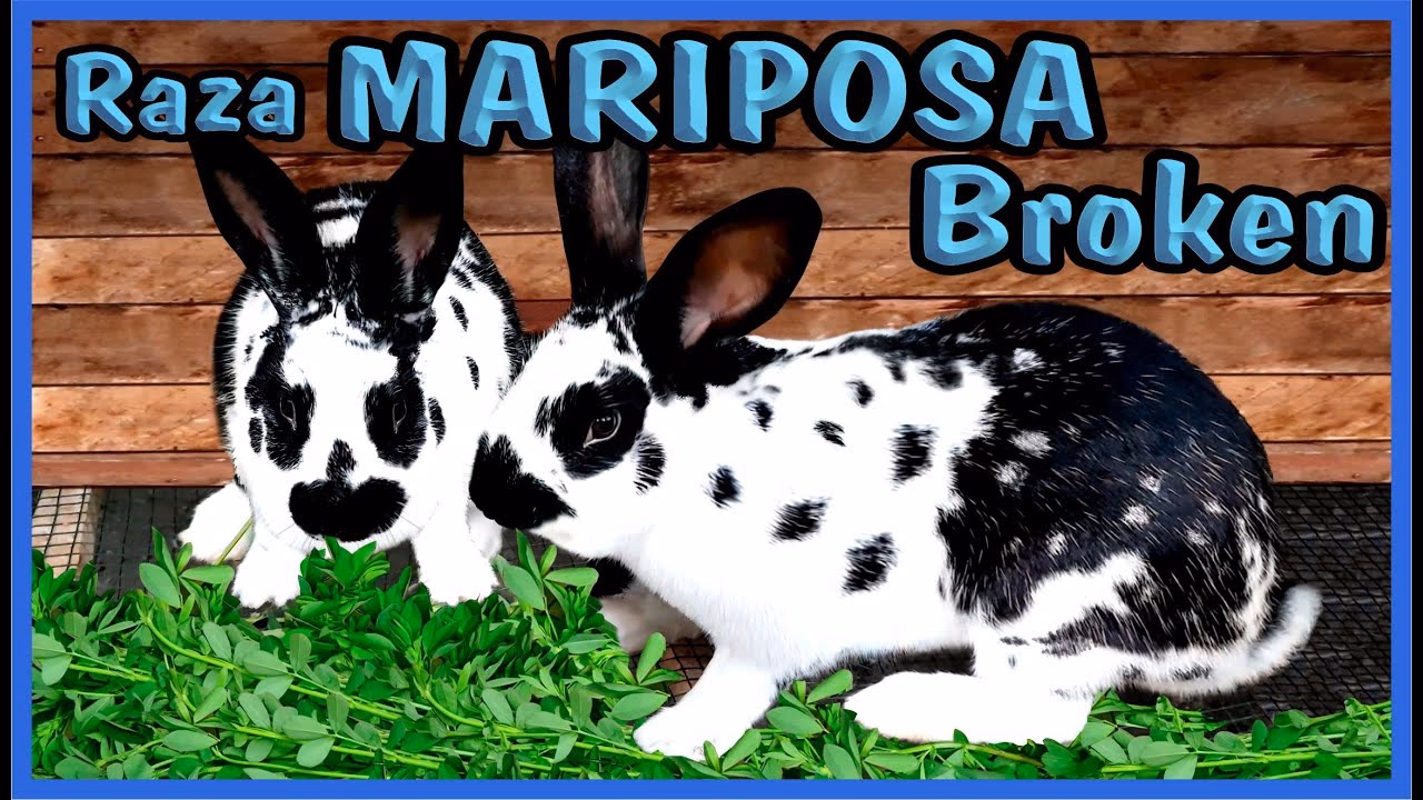 ¿Cuál es el conejo mariposa?