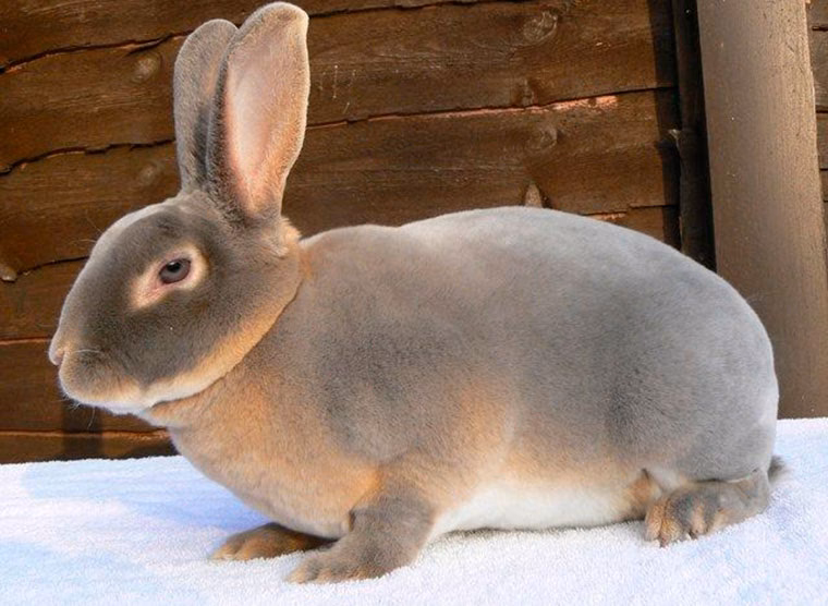 ¿Es Rex un buen conejo para carne?