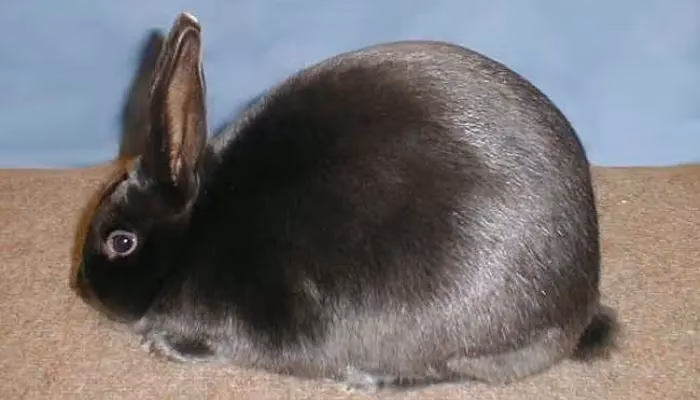 ¿Los conejos satinados son buenos para la carne?