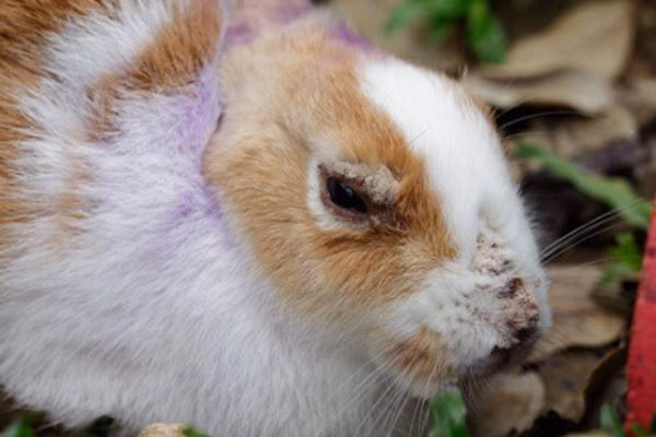 ¿Por qué a mi conejo se le cae el pelo?