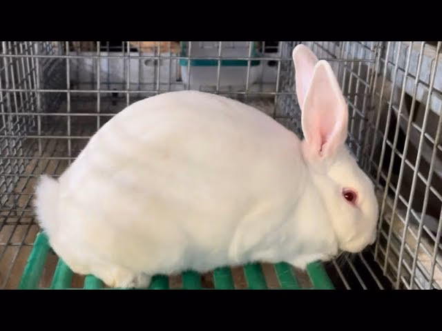 ¿Qué es un conejo semental?