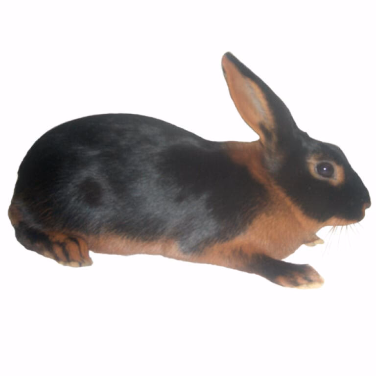 What is the smartest rabbit in the world?