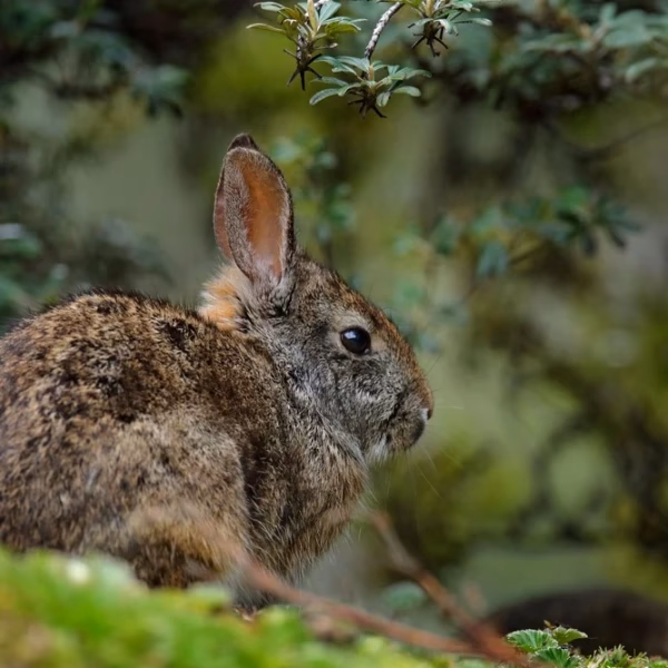 ¿Dónde vive el tapeti?