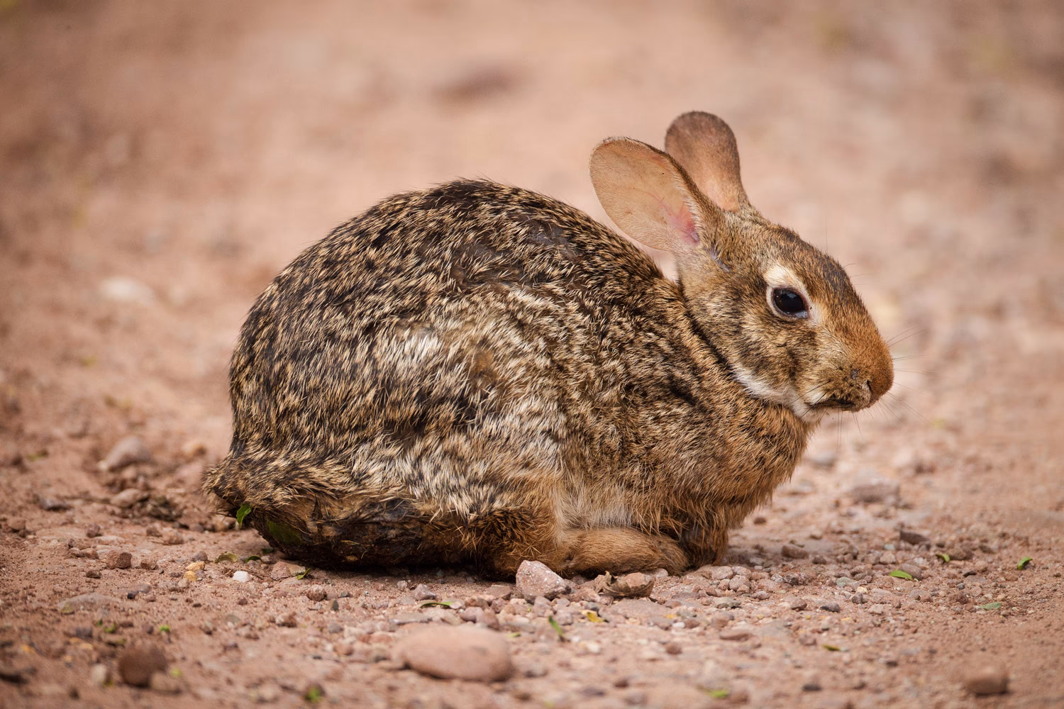 ¿Qué comen los tapiti?
