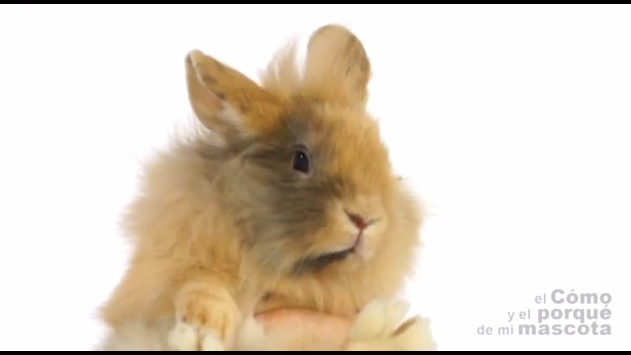 What is the oldest teddy in the world?