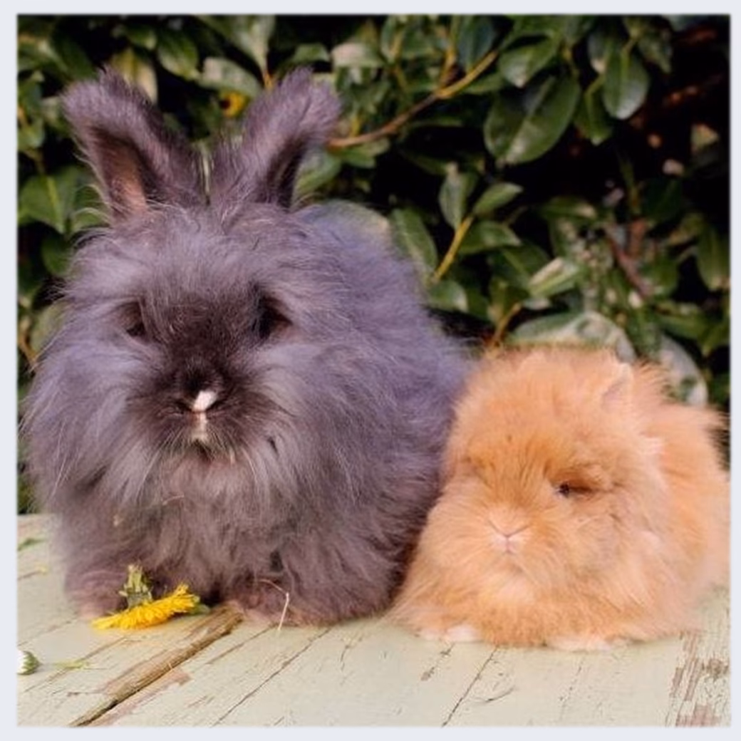 What 2 breeds make a teddy bear?