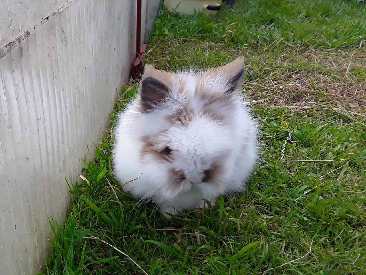 How can you tell a vintage teddy bear?