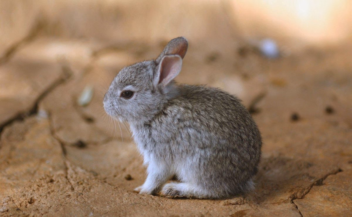 ¿Cuál es la historia del conejo teporingo?