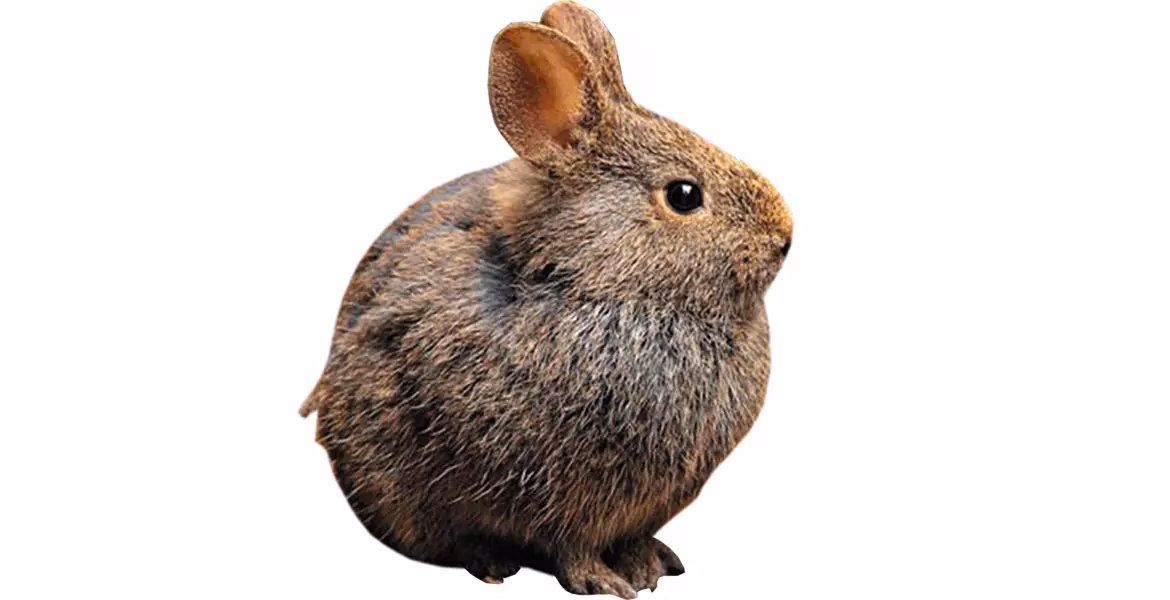 ¿Qué pasa si el conejo teporingo se extingue?