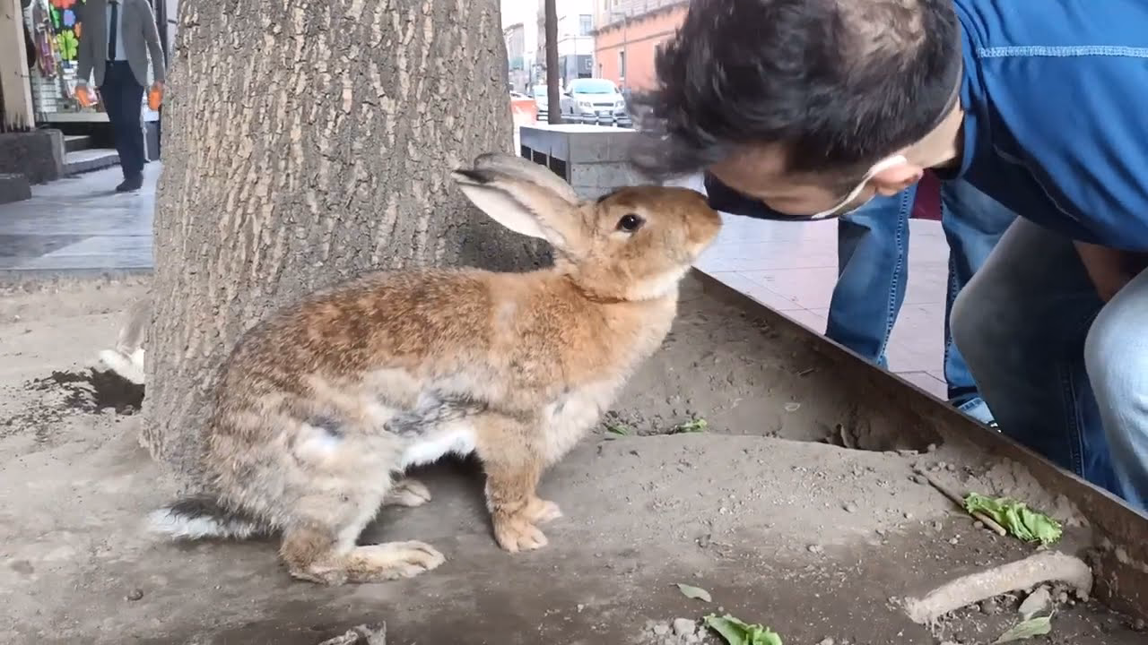 ¿Cómo se llama el conejo de Tom?
