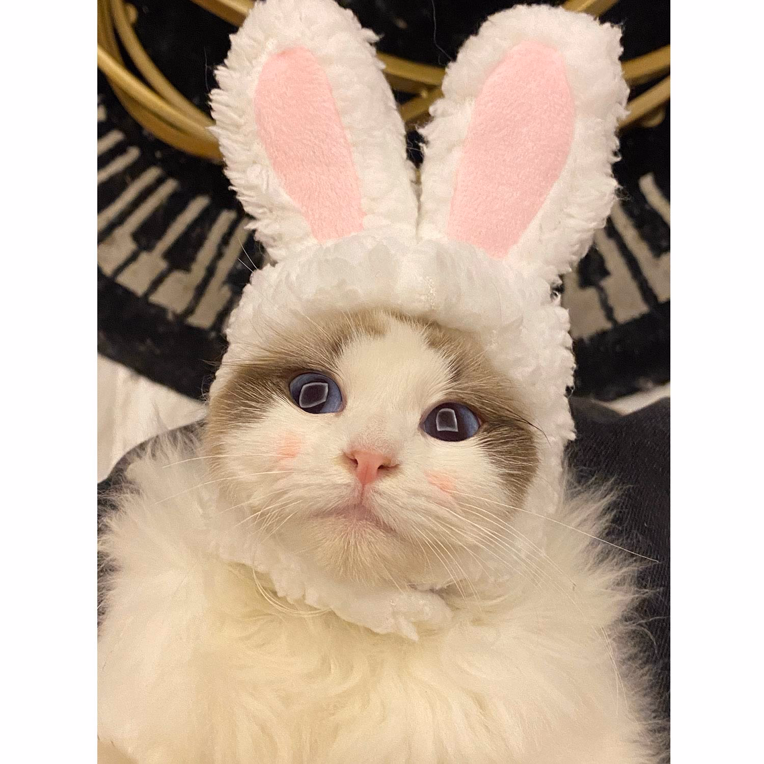 ¿Qué raza de gato se parece a un conejo?
