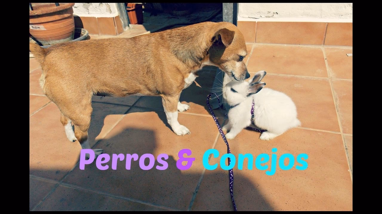 ¿Qué pasa si mi perro corre como conejo?