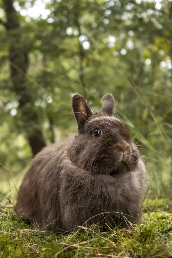 ¿Cuál es la fábula del zorro y el conejo?