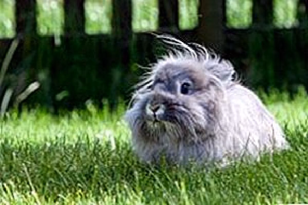 ¿Qué es un conejo zorro suizo?