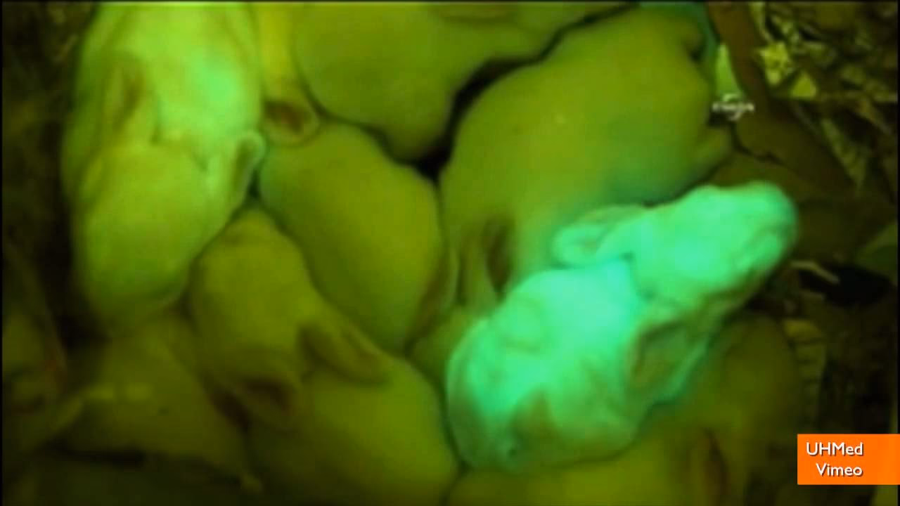 ¿Cómo se modifican genéticamente los conejos?