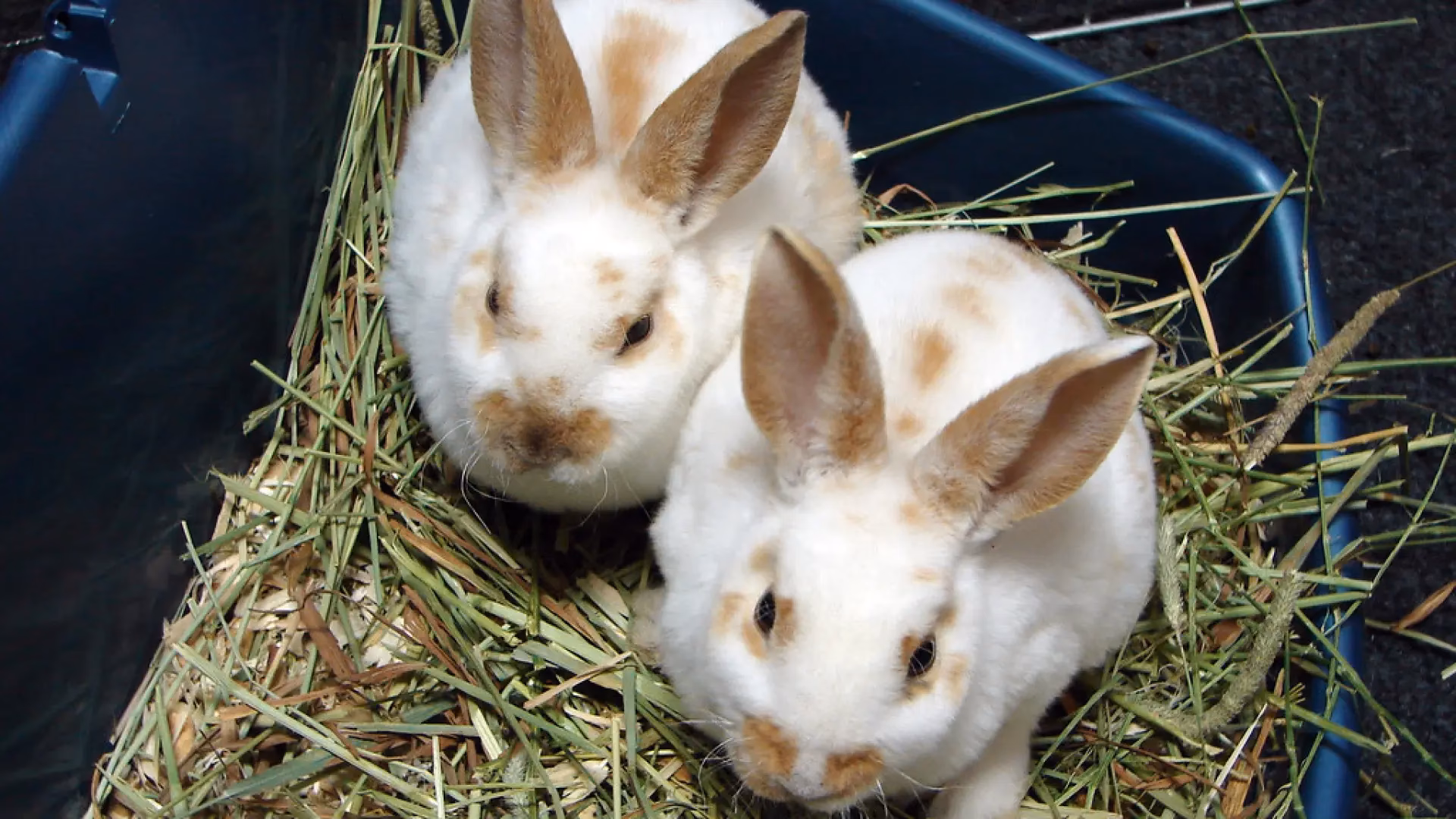 ¿Qué significa si aparece un conejo blanco en mi casa?