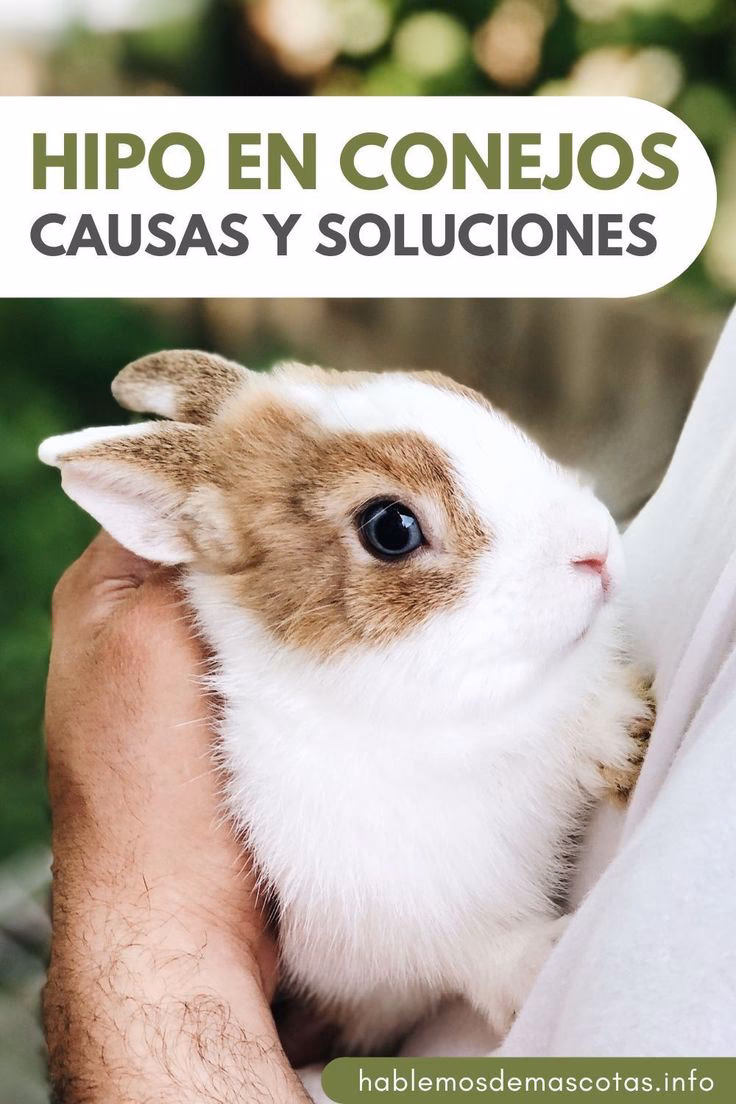 ¿Cuándo preocuparse por un conejo?