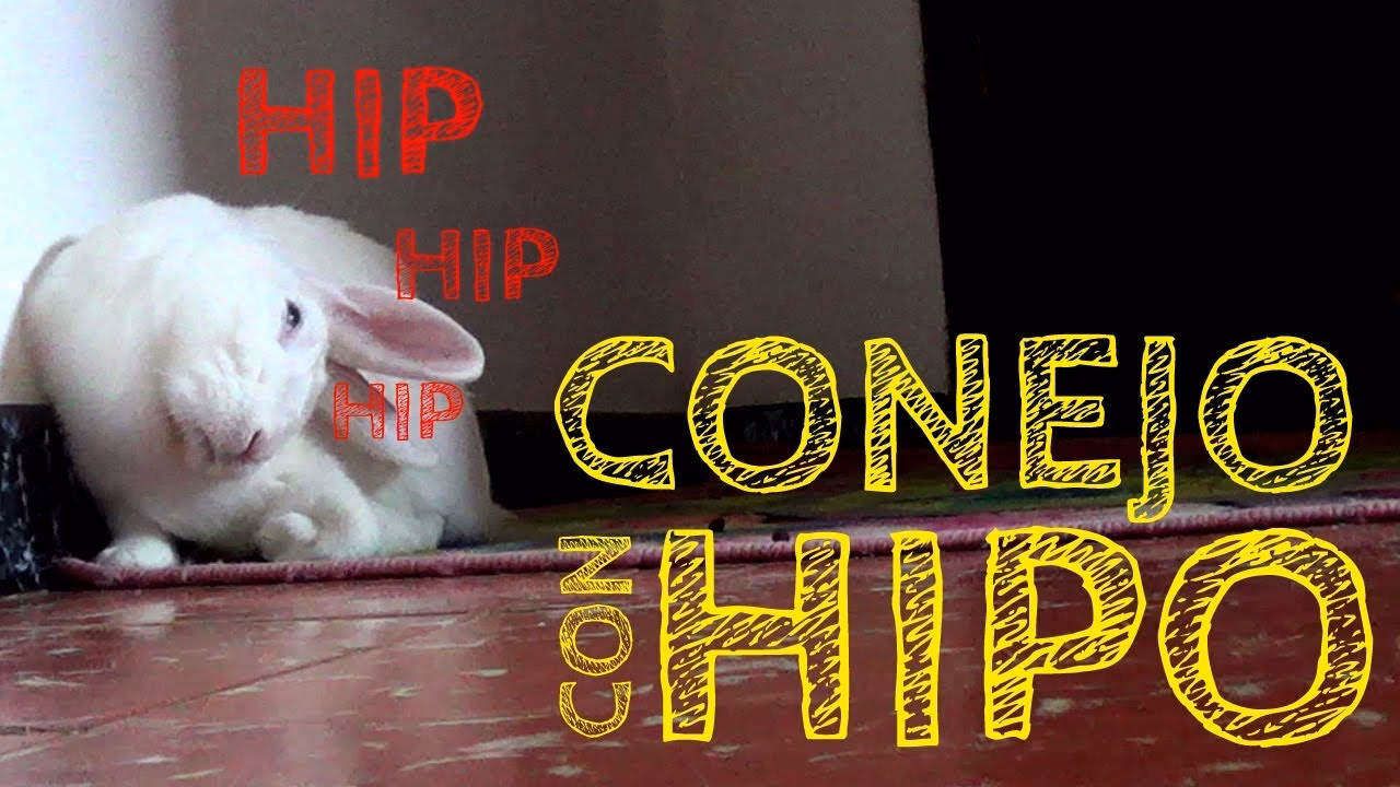 ¿Qué es la hipomotilidad en conejos?