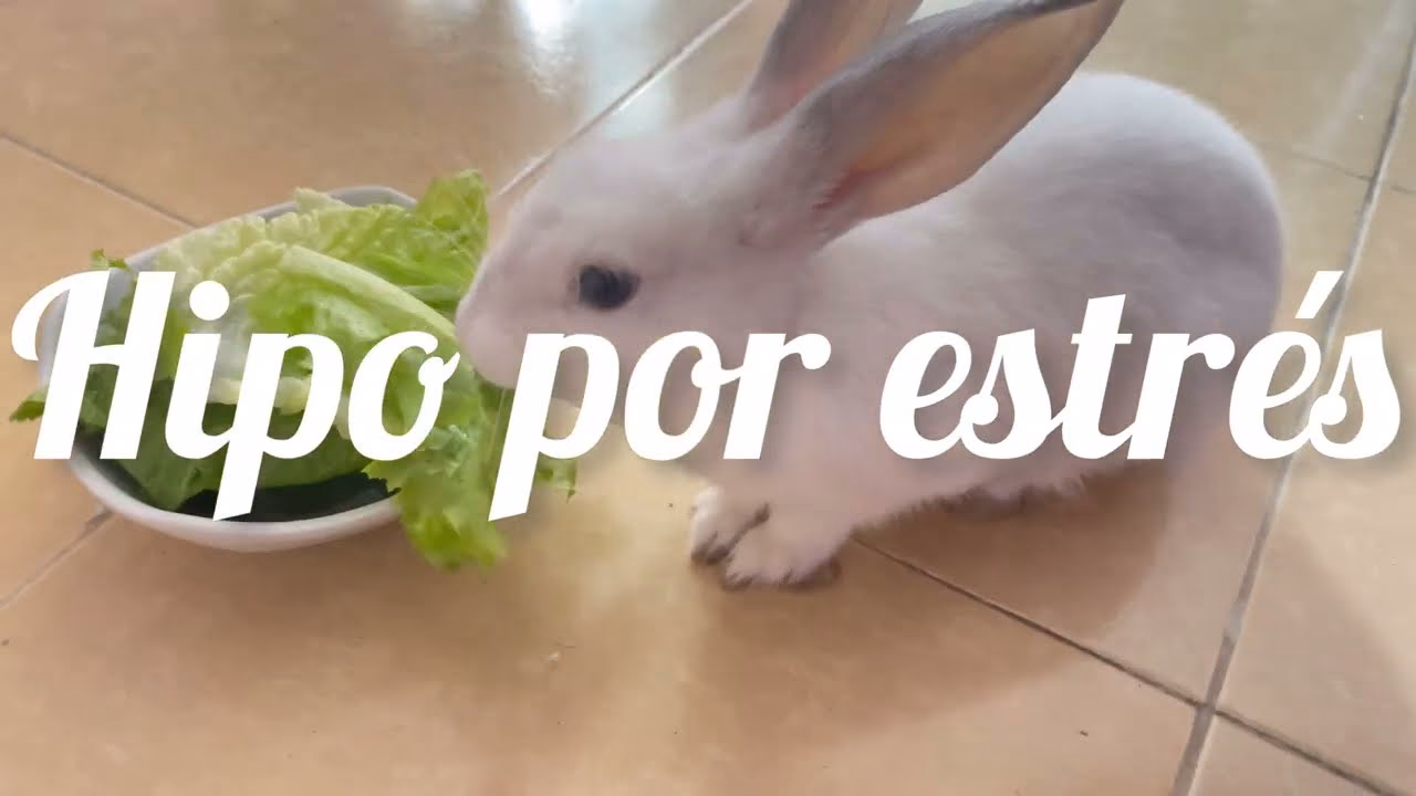 ¿Qué causa el hipo en los conejos?