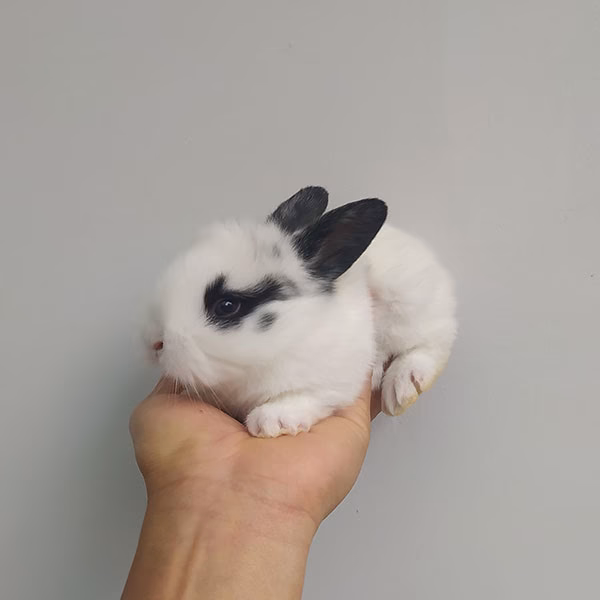 ¿Qué tipo de conejo tiene manchas?