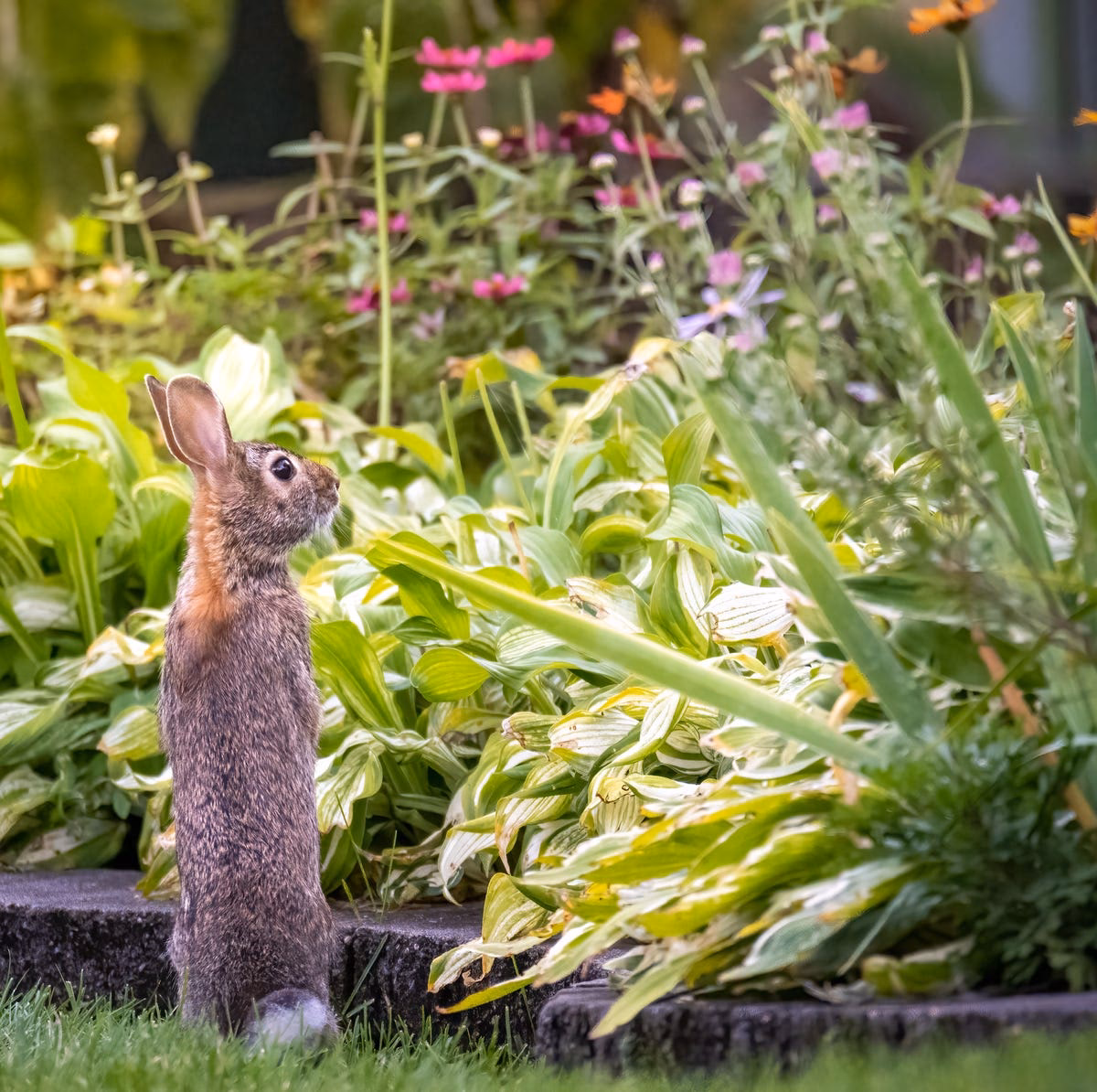 ¿Cuál es la especie o raza más cariñosa de los conejos?