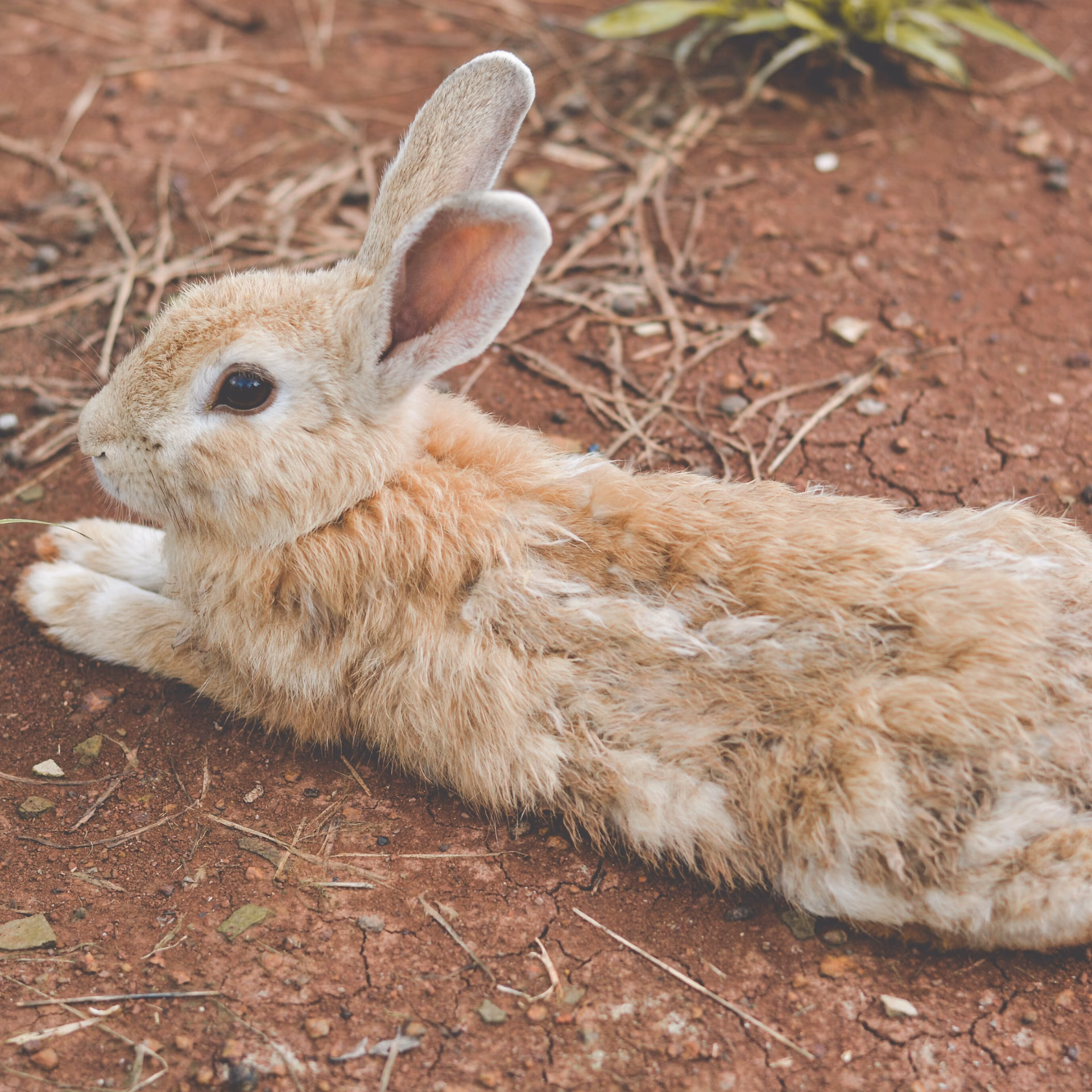 ¿Cómo saber si un conejo está desnutrido?