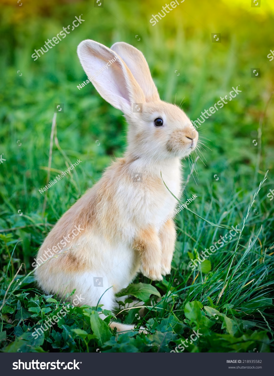 ¿Qué significa que mi conejo se para en dos patas?