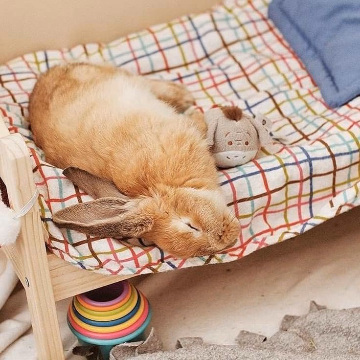 ¿Es bueno dormir con conejos?