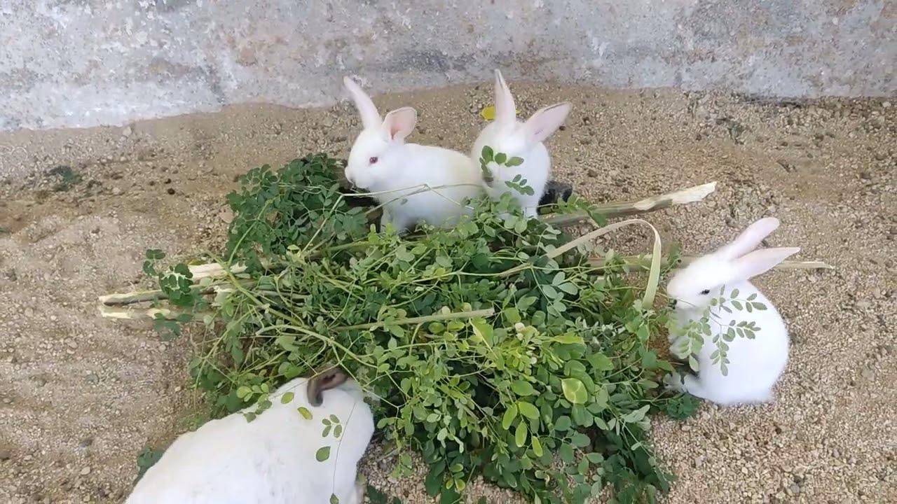 ¿Cuál es la causa de la coccidiosis en conejos?
