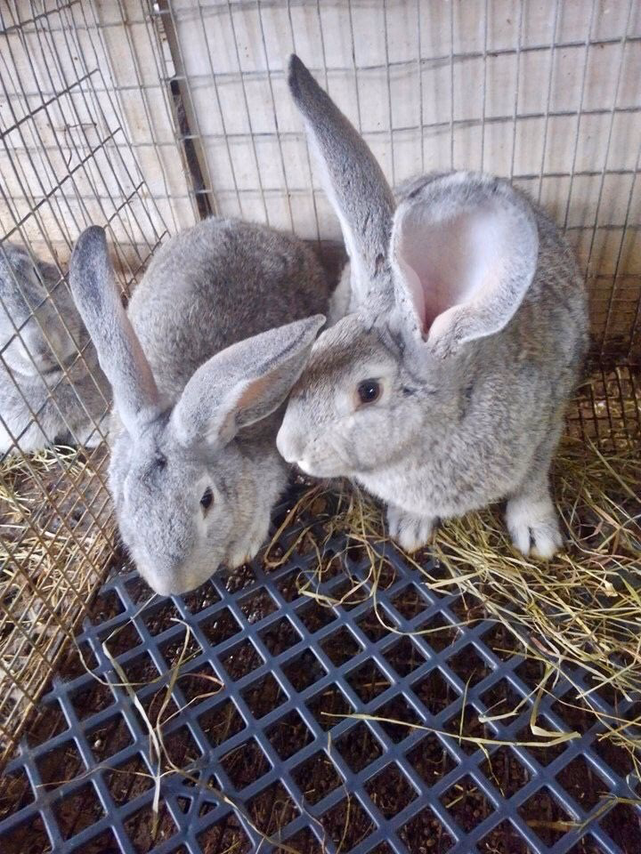 ¿Qué es el sistema semi intensivo en conejos?